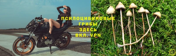 ПСИЛОЦИБИНОВЫЕ ГРИБЫ Приозерск